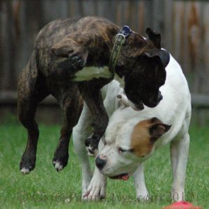 Dogs Playing